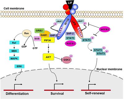 New insights into Chlamydia pathogenesis: Role of leukemia inhibitory factor